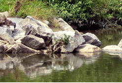 Yangjaecheon River